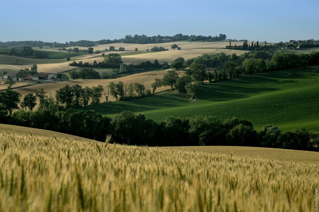 Paysage agroforestier dans le Gers