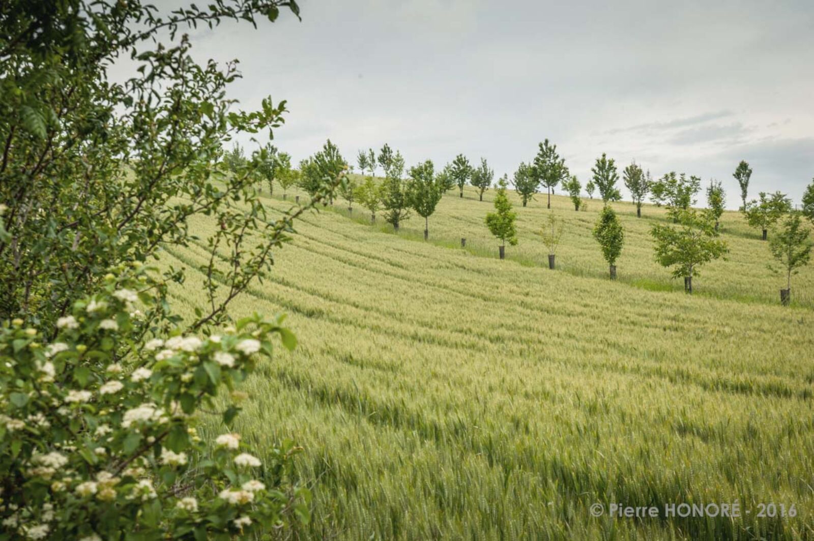 Agroforesterie Et Grandes Cultures - Agroforesterie Association Française