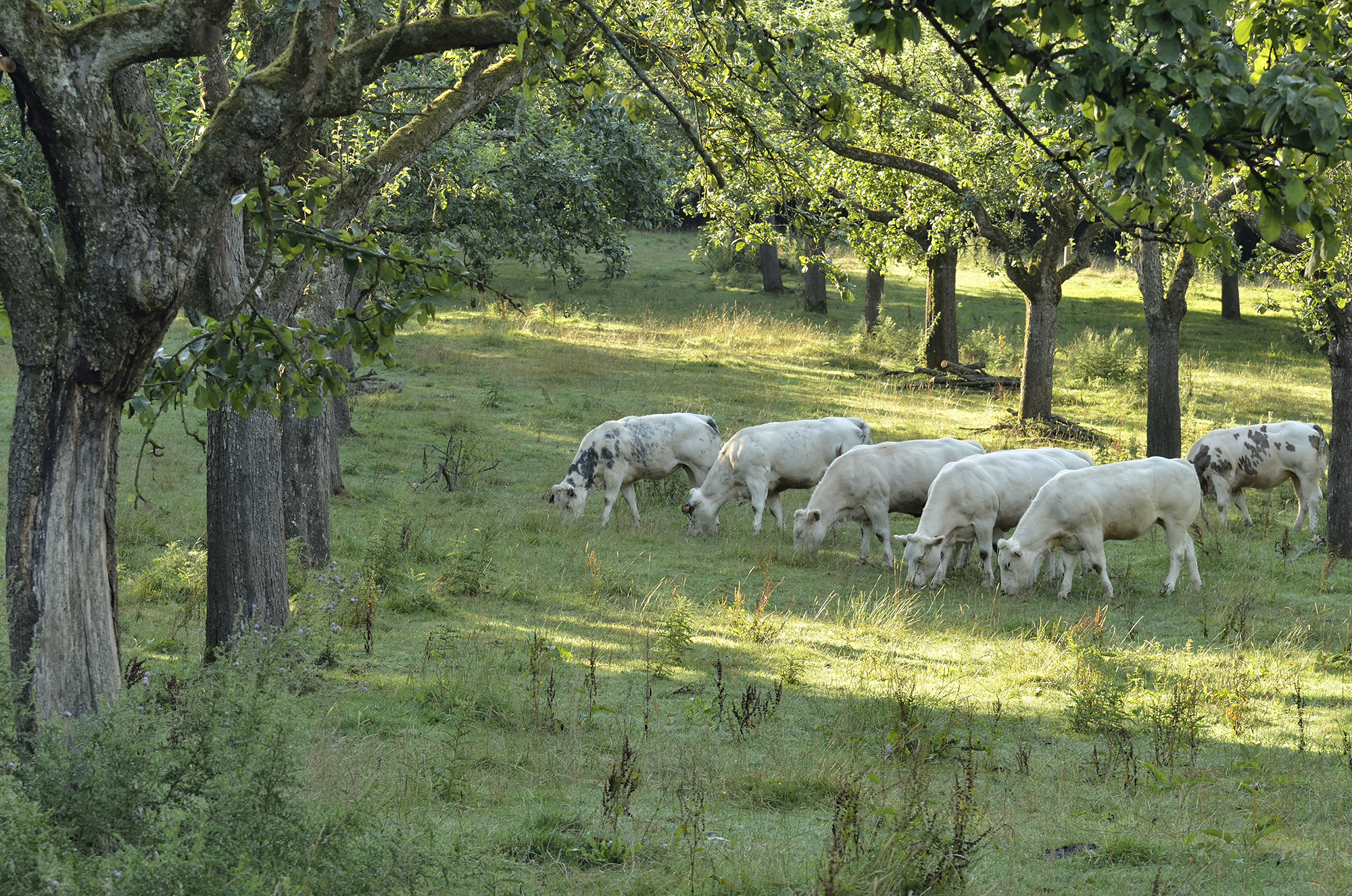 Pré-verger de pommiers, noyers et frênes pâturé par vaches Blanc bleu belges