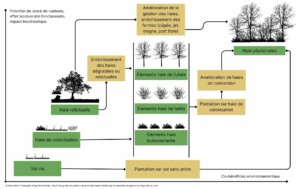 Evolution haie agricole