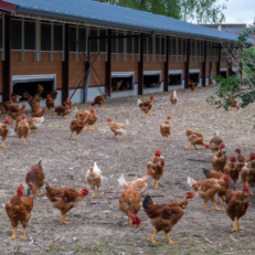 Volailles en parcours volailles agroforestier chez Charles Bourges