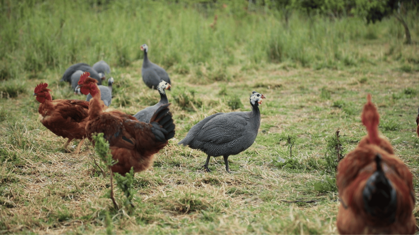Poules et pintades dans parcours volailles à la Ferme en Coton