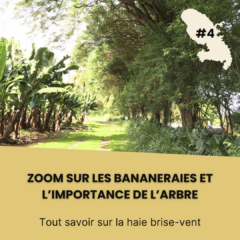 Bananeraies Martinique