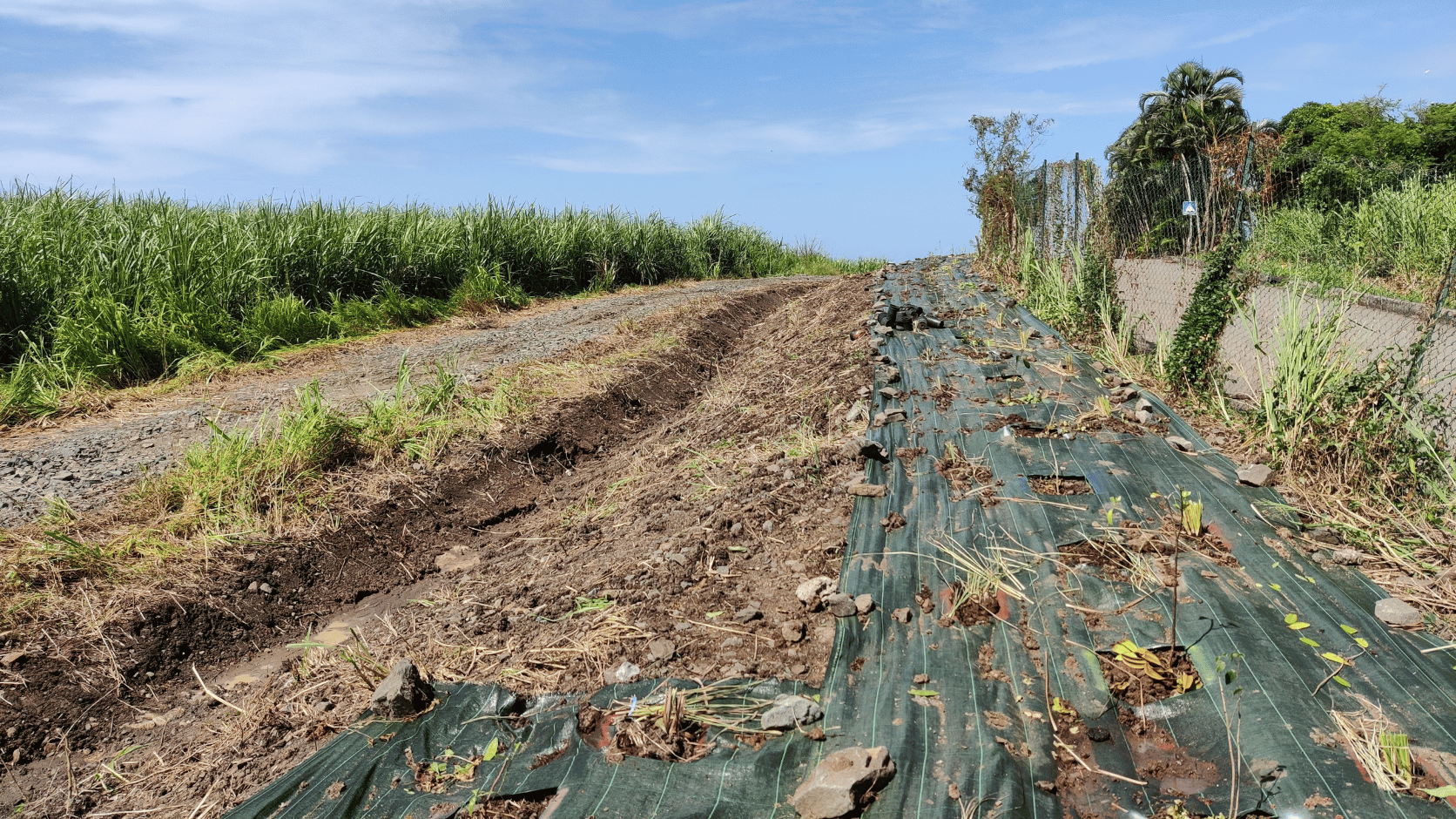 Plantation d'une haie en Martinique