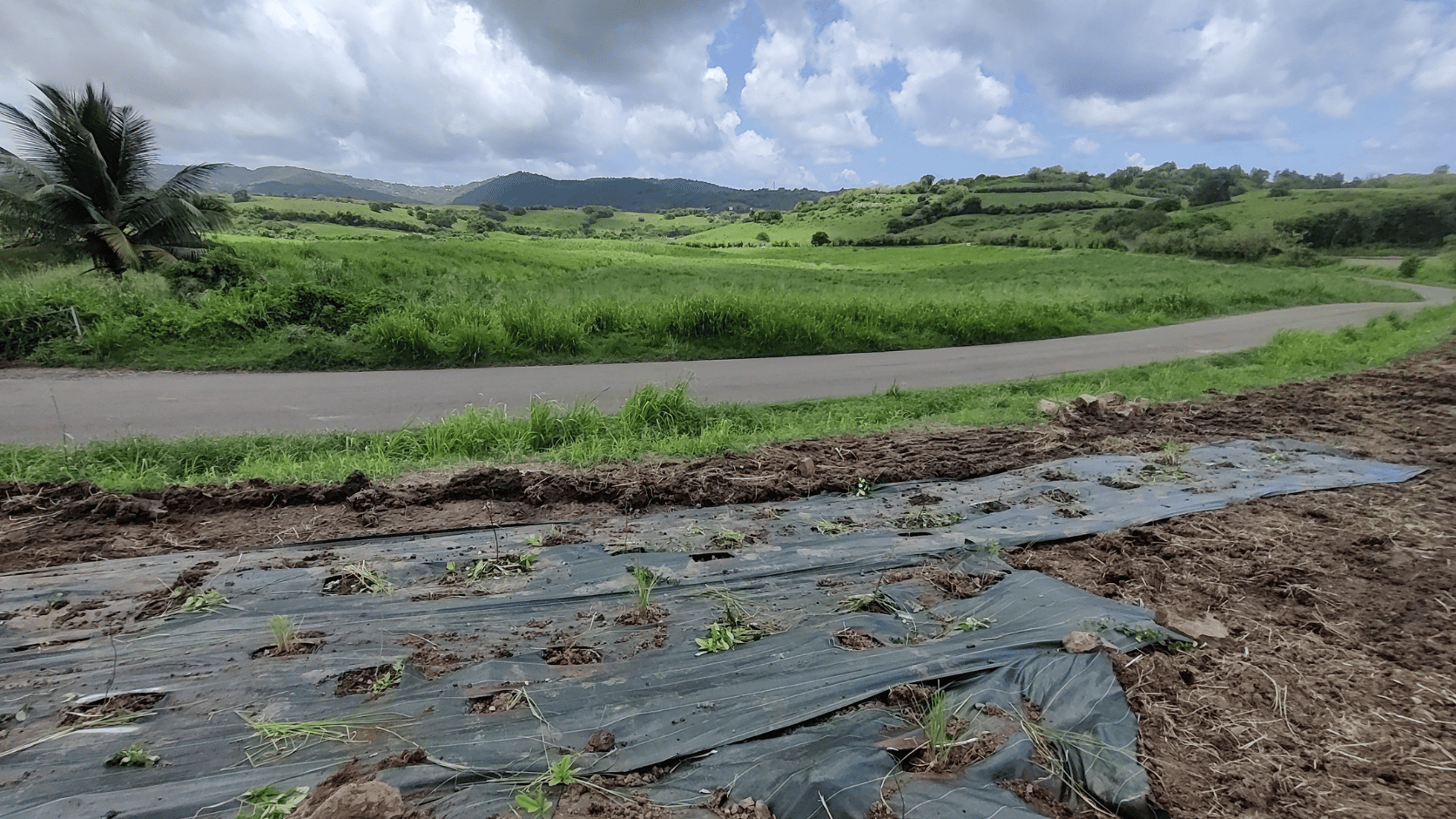 Plantation d'une haie en Martinique