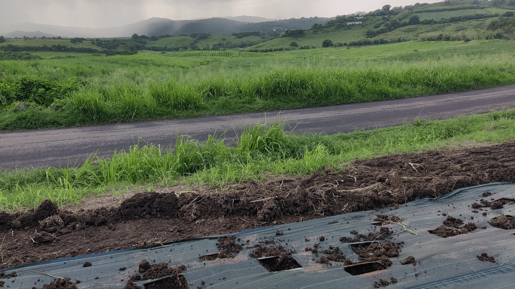 Plantation d'une haie en Martinique