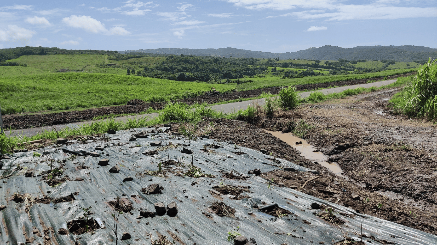 Plantation d'une haie en Martinique