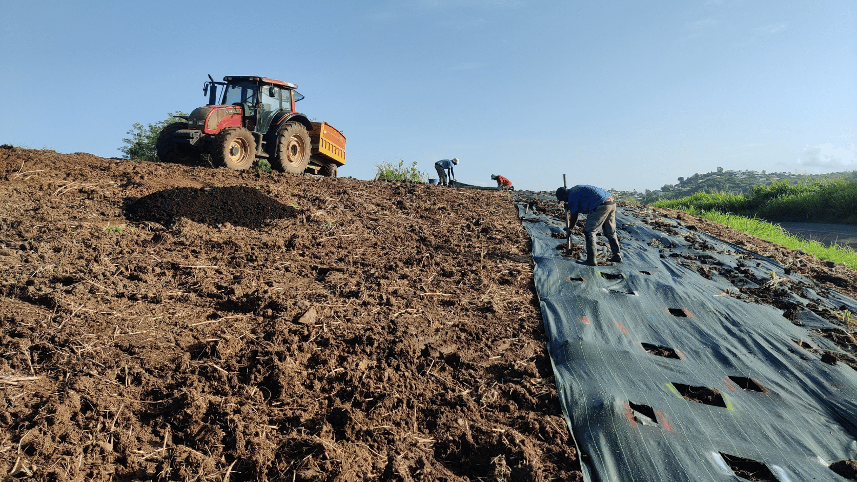 Plantation d'une haie en Martinique