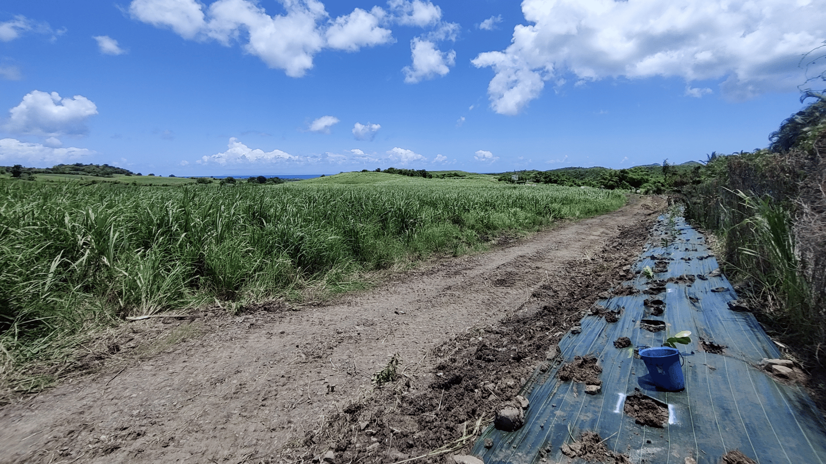 Plantation d'une haie en Martinique