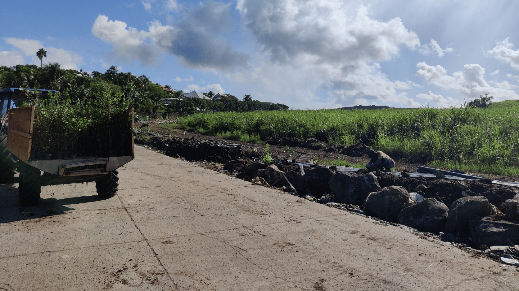 Plantation d'une haie en Martinique