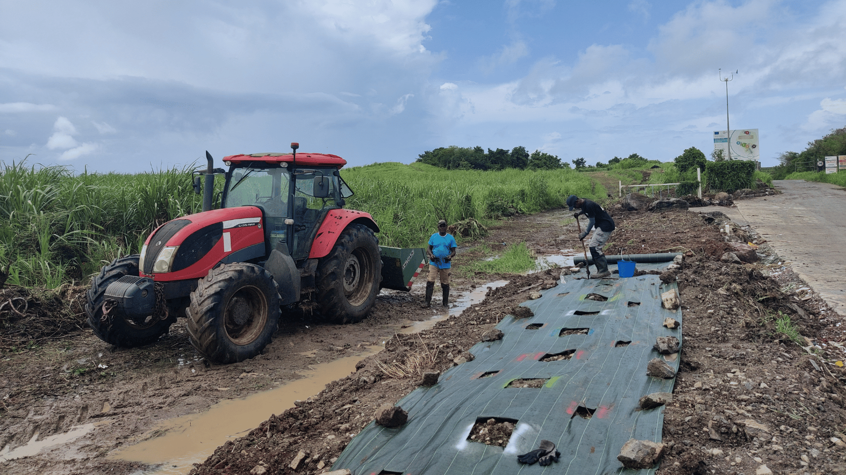 Plantation d'une haie en Martinique