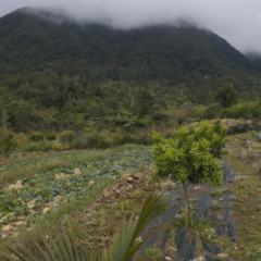 Ile de la Réunion