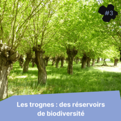 Les trognes : des réservoirs de biodiversité