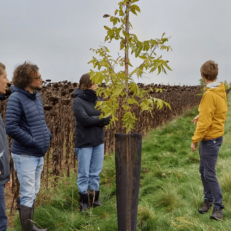 Journée technique sur le pacanier agroforestier