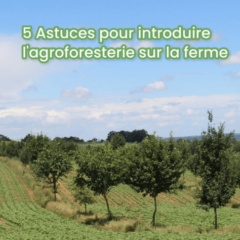 Vignette vidéo 5 astuces pour introduire l'agroforesterie sur la ferme