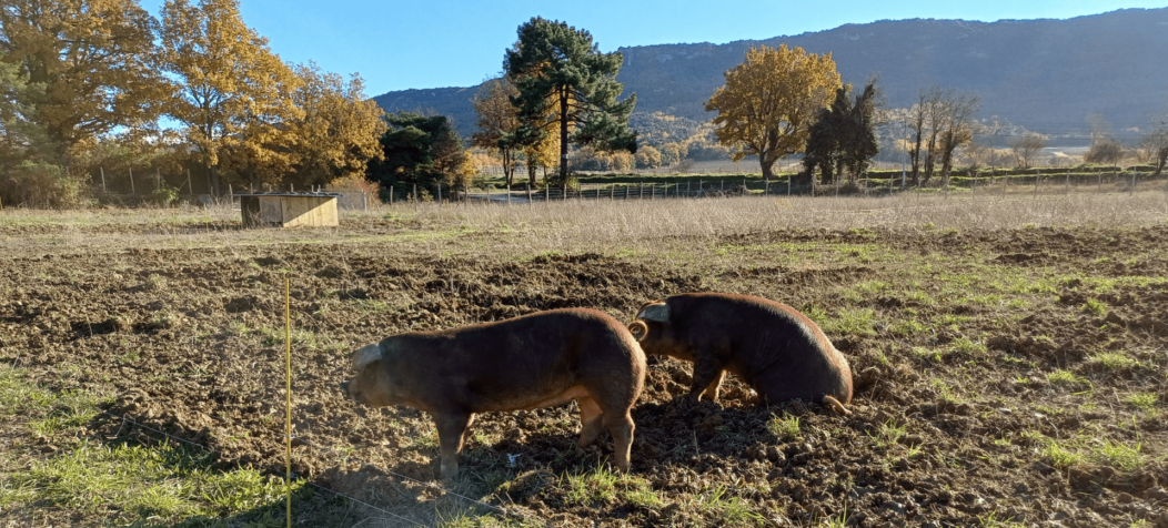 Elevage de porcs noirs au Domaine de la Modeste