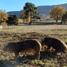 Elevage de porcs noirs au Domaine de la Modeste