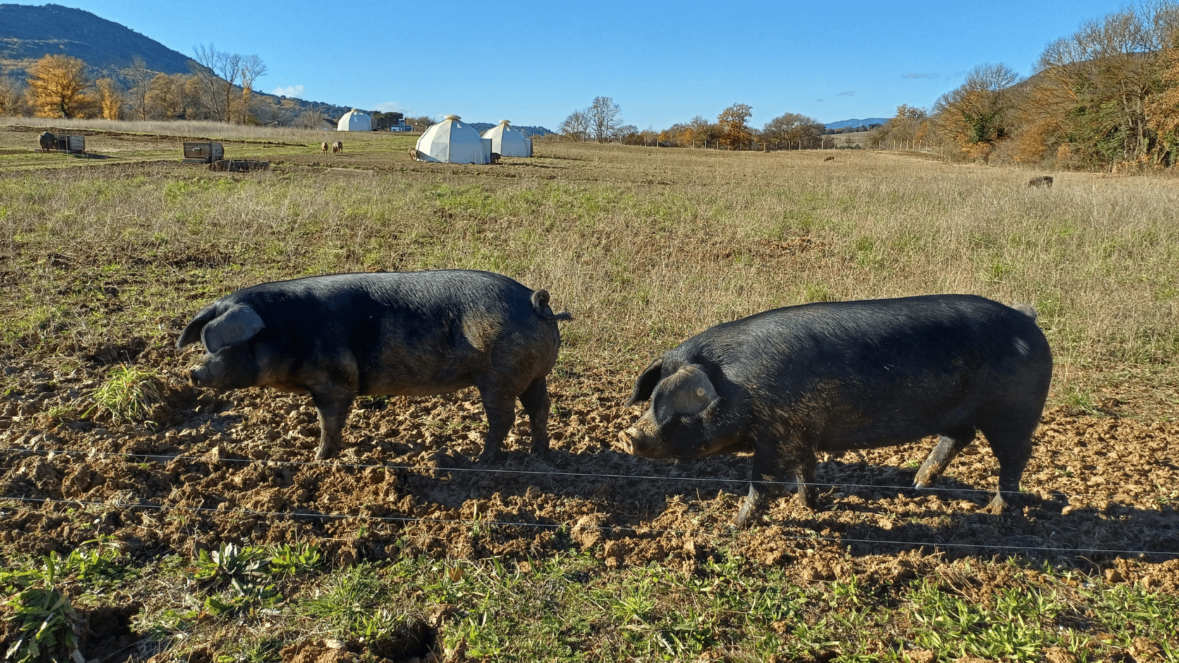 Elevage de porcs noirs au Domaine de la Modeste