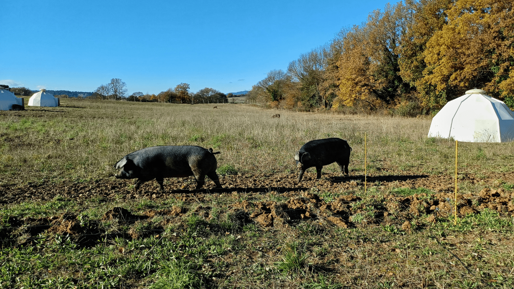 Elevage de porcs noirs au Domaine de la Modeste