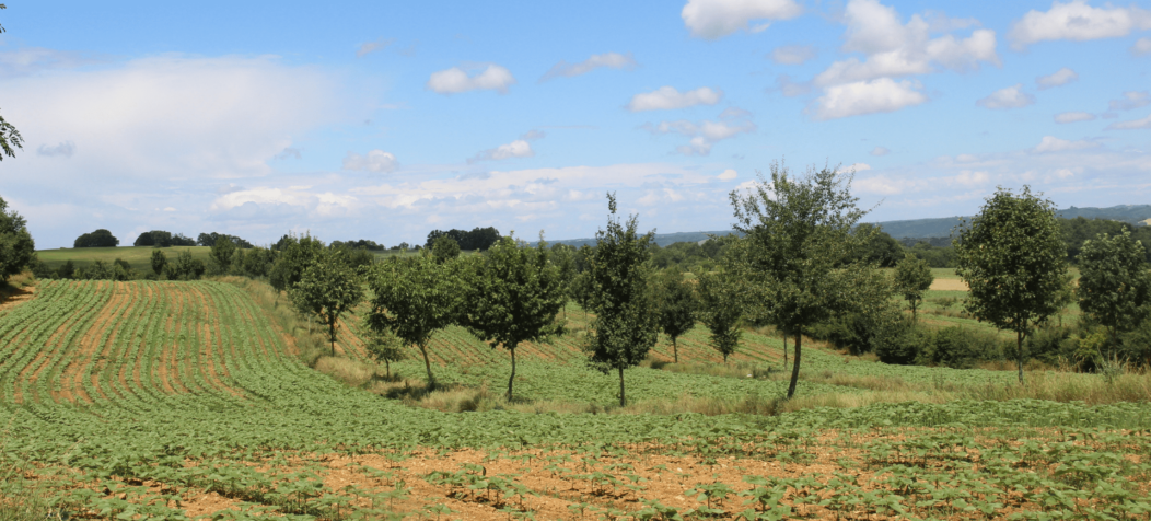 parcelle avec alignements d'arbres