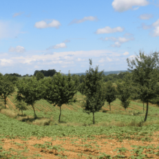 parcelle avec alignements d'arbres