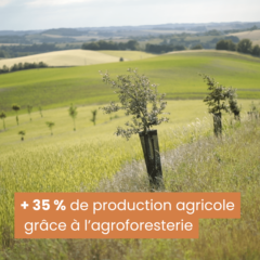 + 35 % de production agricole grâce à l'agroforesterie